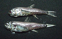 Image of Hygophum atratum (Thickhead lanternfish)
