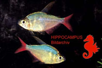 Image of Hyphessobrycon ecuadorensis 