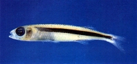 Image of Hypoatherina valenciennei (Sumatran silverside)