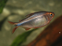 Image of Hyphessobrycon wadai 