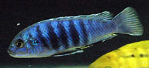 Image of Labidochromis freibergi 