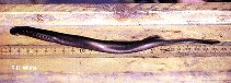 Image of Entosphenus tridentatus (Pacific lamprey)