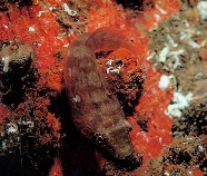 Image of Lepadogaster candolii (Connemarra clingfish)