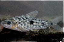 Image of Leporinus friderici (Threespot leporinus)