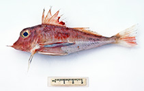 Image of Lepidotrigla larsoni (Swordtip gurnard)