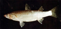 Image of Planiliza affinis (Eastern keelback mullet)