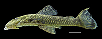 Image of Paralithoxus planquettei 