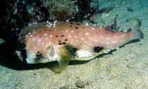Image of Lophodiodon calori (Four-bar porcupinefish)