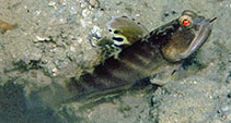 Image of Mahidolia mystacina (Flagfin prawn goby)