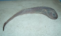 Image of Melanostigma gelatinosum (Limp eelpout)