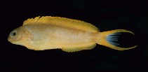 Image of Meiacanthus oualanensis (Canary fangblenny)