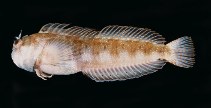 Image of Mimoblennius atrocinctus (Spotted and barred blenny)