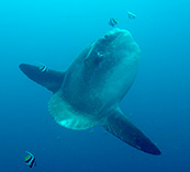 Image of Mola alexandrini (Bumphead sunfish)