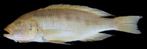 Image of Mylochromis spilostichus 
