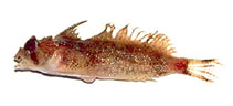 Image of Nautichthys pribilovius (Eyeshade sculpin)