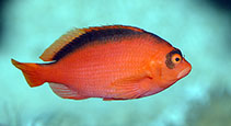 Image of Neocirrhites armatus (Flame hawkfish)