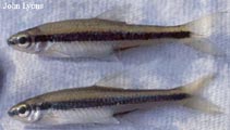 Image of Notropis chalybaeus (Ironcolor shiner)