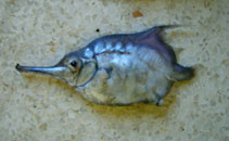 Image of Notopogon macrosolen (Longsnout bellowfish)