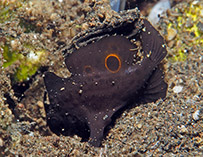 Image of Nudiantennarius subteres (Deep-water frogfish)