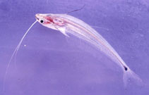 Image of Ompok pinnatus (Long-fin glass catfish)