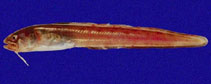 Image of Ophidion imitator (Mimic cusk-eel)
