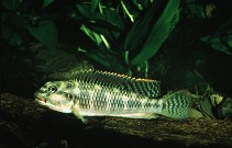 Image of Orthochromis rubrolabialis 