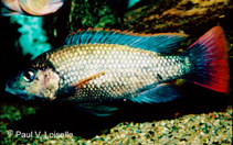 Image of Oreochromis shiranus (Shire tilapia)