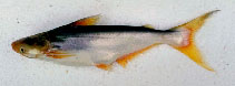 Image of Pangasius mekongensis 