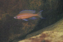 Image of Paracyprichromis nigripinnis 