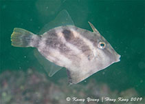 Image of Paramonacanthus sulcatus (Mudbank filefish)
