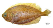 Image of Paralichthys triocellatus 