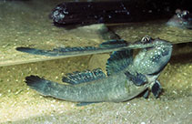 Image of Periophthalmus barbarus (Atlantic mudskipper)
