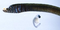 Image of Penetopteryx nanus (Lost pipefish)