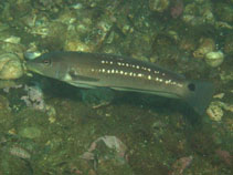 Image of Pinguipes chilensis (Chilean sandperch)