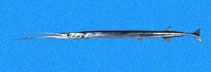 Image of Platybelone pterura (Baja California keeltail needlefish)