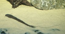 Image of Planiloricaria cryptodon 