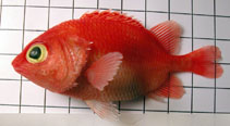 Image of Plectrypops retrospinis (Cardinal soldierfish)