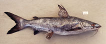 Image of Plicofollis tonggol (Roughback sea catfish)