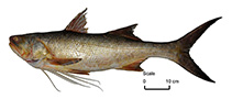 Image of Polydactylus macrochir (King threadfin)