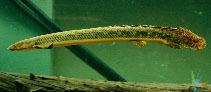 Image of Polypterus teugelsi 