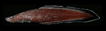 Image of Protanguilla palau (Palauan primitive cave eel)