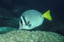 Image of Prionurus punctatus (Yellowtail surgeonfish)