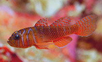 Image of Priolepis semidoliata (Half-barred goby)