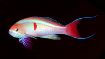 Image of Pseudanthias cooperi (Red-bar anthias)