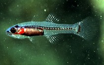Image of Pseudamiops diaphanes (Transparent cardinalfish)