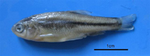 Image of Pseudophoxinus kervillei (Orontes minnow)