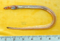 Image of Pseudomyrophis micropinna (Plain worm eel)