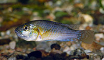 Image of Pseudocrenilabrus nicholsi 