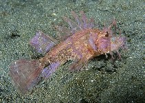 Image of Pteroidichthys amboinensis (Ambon scorpionfish)