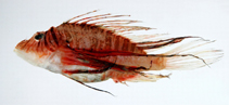 Image of Pterois lunulata (Luna lion fish)